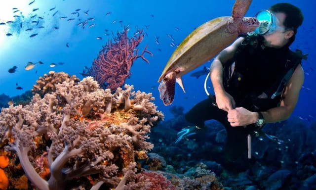 Απειλείται με εξαφάνιση ο Μεγάλος Κοραλλιογενής Ύφαλος (pics)