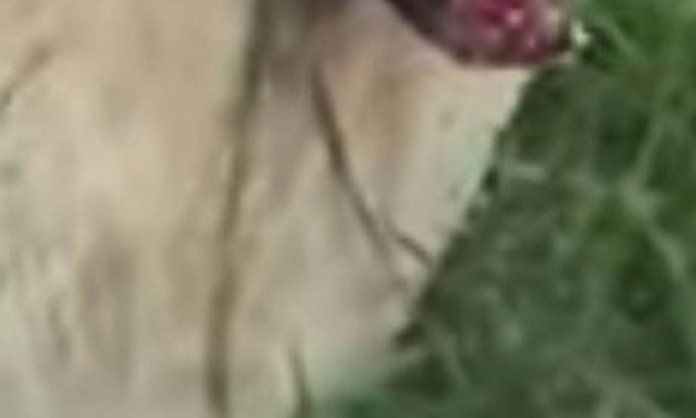 Ξυλοκόπος σοκαρίστηκε με αυτό που βρήκε να ζει μέσα σε δέντρο – Αντέχετε να το δείτε; (video)