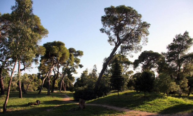 Ξέφραγο αμπέλι το Άλσος Συγγρού!