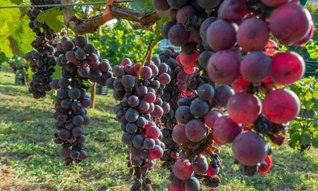 Σε απόγνωση και απελπισία οι Ελληνες οινοπαραγωγοί