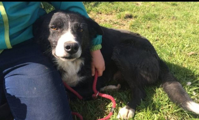 Απίστευτο! Σκύλος περπάτησε 380 χλμ. για να βρει το πρώην αφεντικό του (pics)