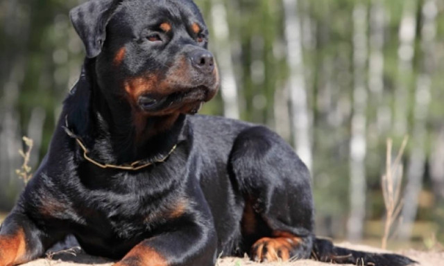 Κοζάνη: - Τι υποστήριξε ο ιδιοκτήτης των ροτβάιλερ που κατασπάραξαν το 5χρονο αγοράκι