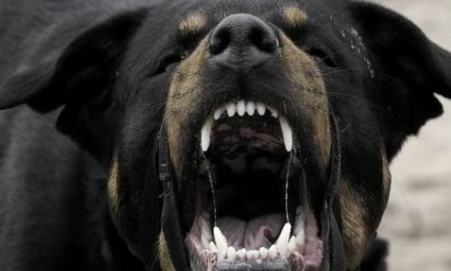 Φρίκη προκαλούν οι μαρτυρίες της επίθεσης ροτβάιλερ σε 5χρονο: «Πετούσαν το παιδί στον αέρα» (vid)