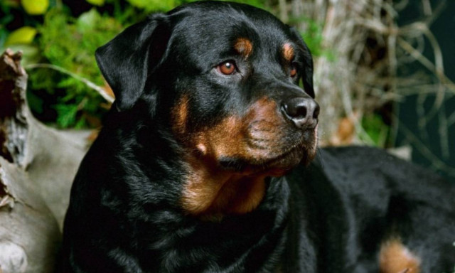 Κοζάνη: Οργή και θρήνος στην κηδεία του 5χρονου που κατασπάραξαν τα ροτβάιλερ