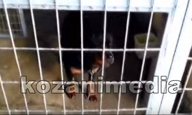 Κοζάνη: Αυτά είναι τα δυο ροτβάιλερ που κατασπάραξαν τον 5χρονο (vid)