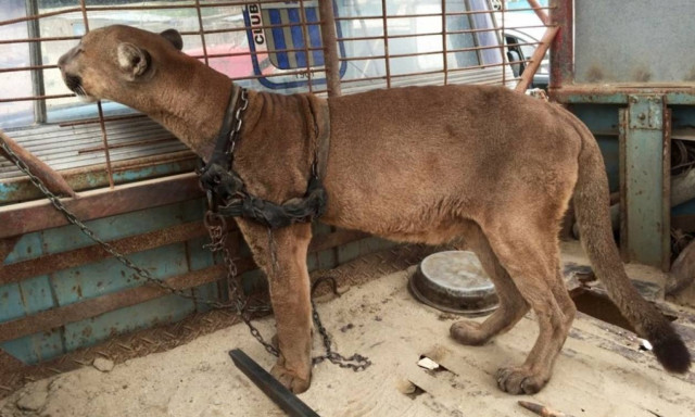 Αυτό το λιοντάρι ζούσε για 20 χρόνια σε φορτηγό - Δείτε την αντίδρασή του, όταν τον απελευθερώνουν!