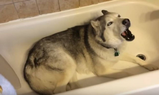 Αξιαγάπητο χάσκι αρνείται πεισματικά την βόλτα για ένα... ζεστό μπάνιο! (vid)