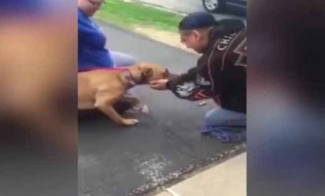 Η συγκινητική αντίδραση σκύλου που είδε τον ιδιοκτήτη του μετά από 2 χρόνια (vid)