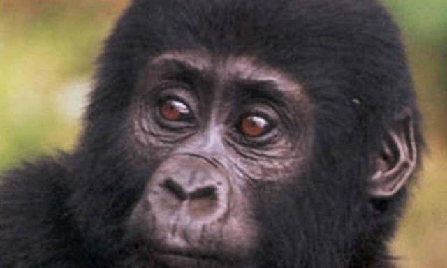 Αυτά είναι τα 10 είδη ζώων που απειλούνται με εξαφάνιση