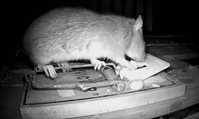 Viral video: Δε θα προλάβετε καν να μετρήσετε πόσους αρουραίους έχει αυτή η κουζίνα εστιατορίου