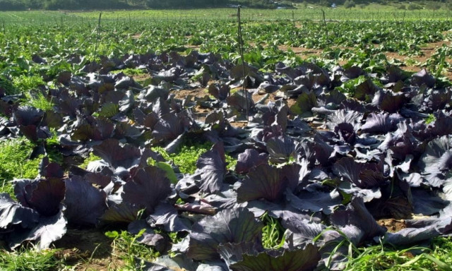 ΕΛΓΑ: Σήμερα (27/5) η πληρωμή των αποζημιώσεων σε αγρότες
