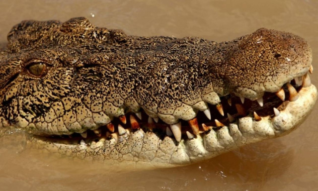 Σοκ στην Αυστραλία: Πήγε για νυχτερινό μπάνιο και την καταβρόχθισε κροκόδειλος (Vids)