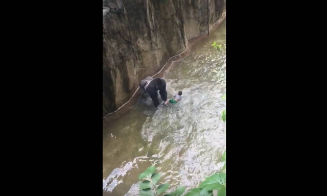 Οργή για το θάνατο του γορίλα που «άρπαξε» τον 4χρονο στο ζωολογικό κήπο (video)