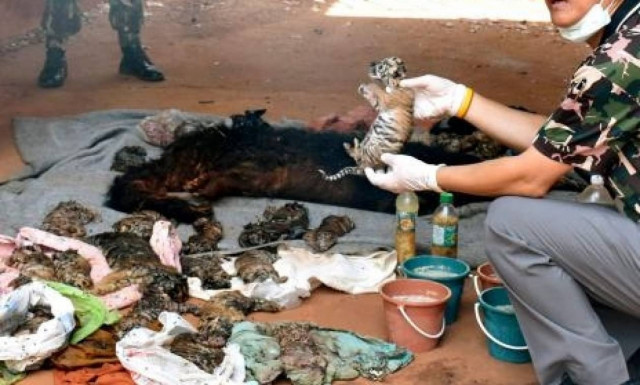 Φρικιαστικό εύρημα στον περίφημο βουδιστικό «ναό των τίγρεων» στην Ταϋλάνδη (videos+photos)
