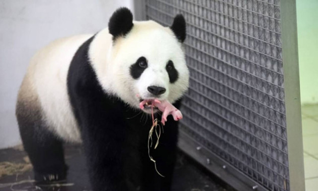 Το βίντεο που θα σας φτιάξει τη μέρα: Πάντα παίζει με το νεογέννητο μωράκι του!