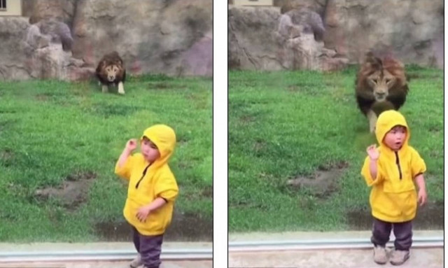 Ιαπωνία: Η σοκαριστική στιγμή που ένα λιοντάρι ορμάει σε αγοράκι (vid)