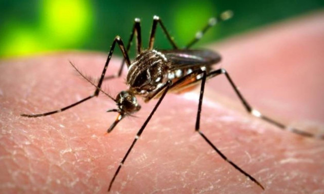 Κουνούπι - τίγρης σκορπά τον πανικό στα Τρίκαλα (photo)