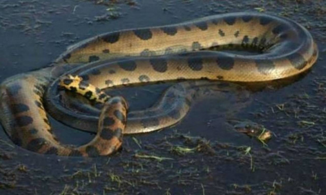 Συγκλονιστικό: Το δέρμα του ανακόντα άνοιξε και βγήκαν από μέσα ζωντανά… (video)