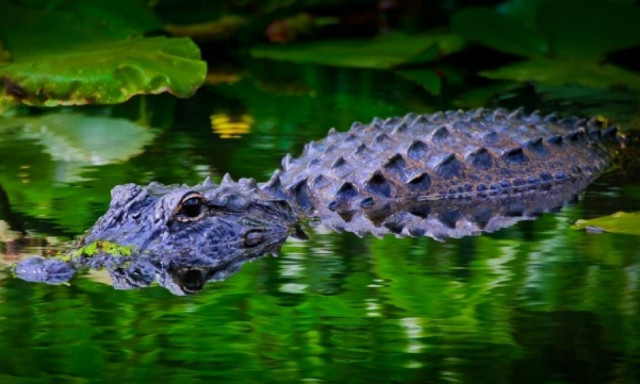 Απέλπιδες προσπάθειες για την ανεύρεση του παιδιού που άρπαξε αλιγάτορας στη Disney World (Vid)