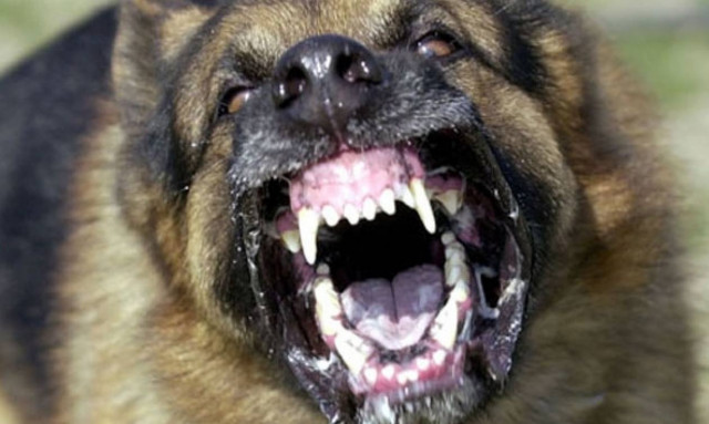 Συναγερμός στη Λάρισα: Σκύλος δάγκωσε 12χρονο κορίτσι