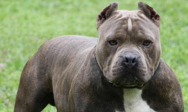 Σοκ στην Πάτρα: Πιτ μπουλ δάγκωσε 11χρονη στο στήθος