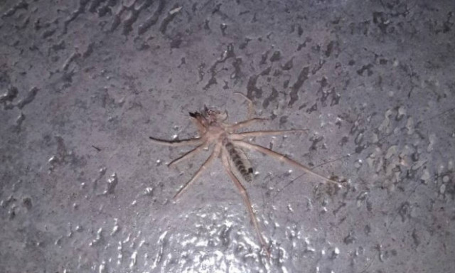 ΠΡΟΣΟΧΗ! Εντοπίστηκε αράχνη δολοφόνος στην Ελλάδα (pics)