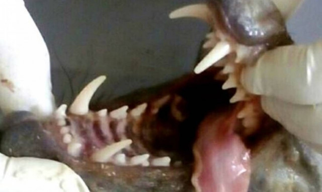 Αιχμαλώτισαν τον απόλυτο τρόμο: Δείτε το μυθικό τέρας που ρουφούσε το αίμα τους για μήνες! (vid+pic)