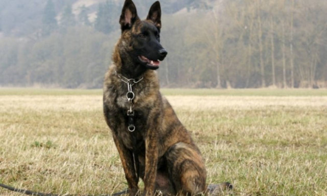 Ηράκλειο: Δύο εκπαιδευμένα γερμανικά τσοπανόσκυλα εντοπίζουν φόλες