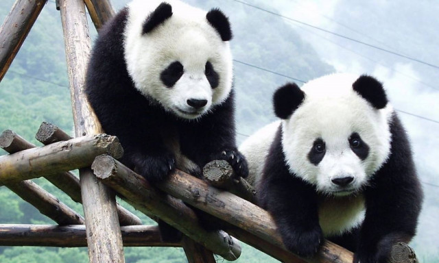 Ελεύθερα στη φύση τα δύο γιγαντιαία πάντα της Κίνας (Vid)