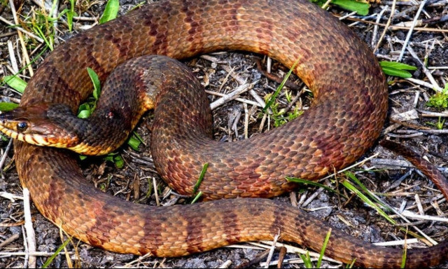 Πέθανε από δάγκωμα φιδιού η Ευσταθία Κανελλοπούλου - Στο εδώλιο ο γιατρός!