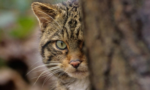 Κρήτη: Με θερμικές κάμερες θα συνεχιστούν οι έρευνες για την «σύλληψη» του αιλουροειδούς