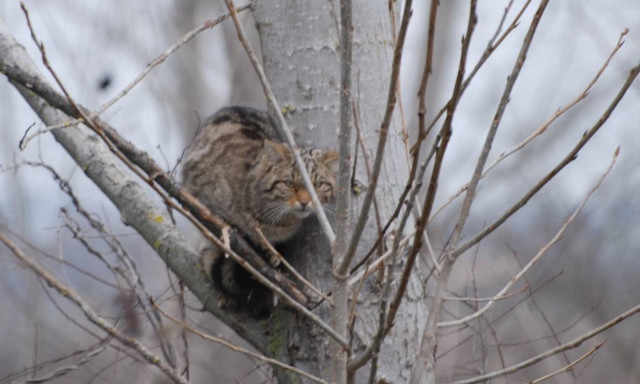 Ημέρες... Σήφη ξαναζεί η Κρήτη - Το αιλουροειδές που έχει αναστατώσει το νησί