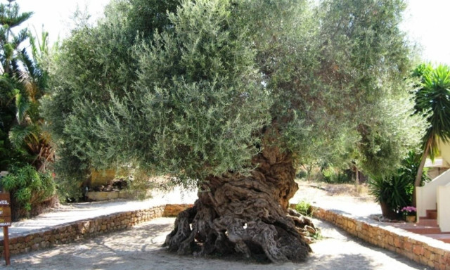 Η ελιά από τα Χανιά που εντυπωσίασε την NASA