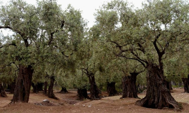 Life: Μελετά την ευπάθεια της μεσογειακής γεωργίας στην κλιματική αλλαγή