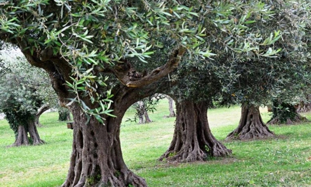 Διαβάστηκε για πρώτη φορά το πλήρες γονιδίωμα του δέντρου της ελιάς