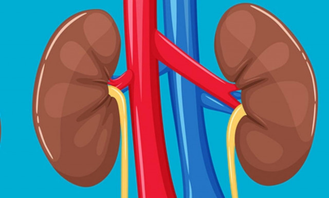 Νεφρική ανεπάρκεια: Η τροφή που αυξάνει κατά 40% τον κίνδυνο