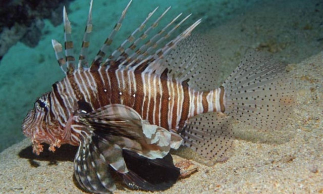 Το λεοντόψαρο έφτασε και στην Κρήτη - Προσοχή στα δηλητηριώδη αγκάθια του