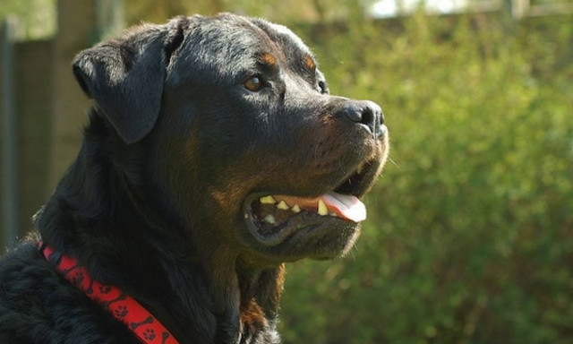 Σοκ στην Κρήτη: Ροτβάιλερ επιτέθηκε σε κοριτσάκι 20 μηνών