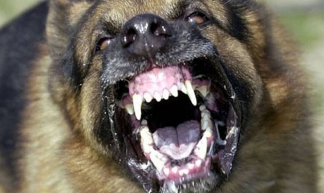 Ως πότε θα κάνουμε τα στραβά μάτια στις επιθέσεις ζώων σε ανθρώπους;