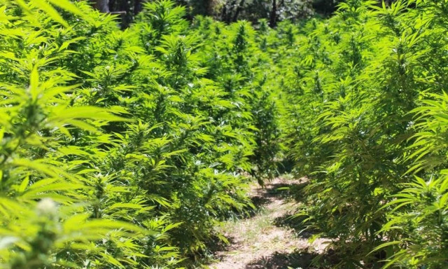 «Ορφανές» φυτείες - μαμούθ ανακάλυψε η ΕΛ.ΑΣ. στη Λακωνία