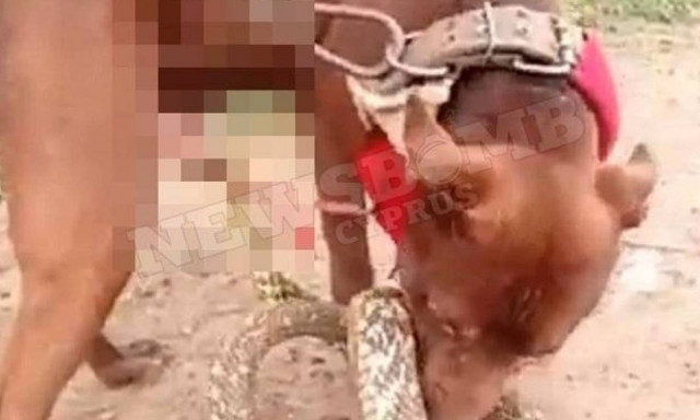 Σκληρές Εικόνες: Φίδι δαγκώνει σκύλο στο... επίμαχο σημείο! (vid+pics)