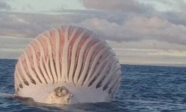 Ψαράς ανακάλυψε… άλιεν στον Ινδικό Ωκεανό! (video+photos)