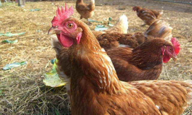 Η άλαλη... γάτα Ιμαλαΐων και οι παχιές κότες!