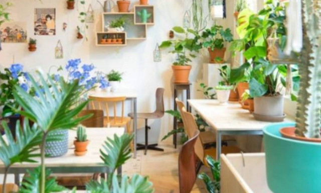 Τι κάνουμε με τα φυτά μας όταν φεύγουμε διακοπές;