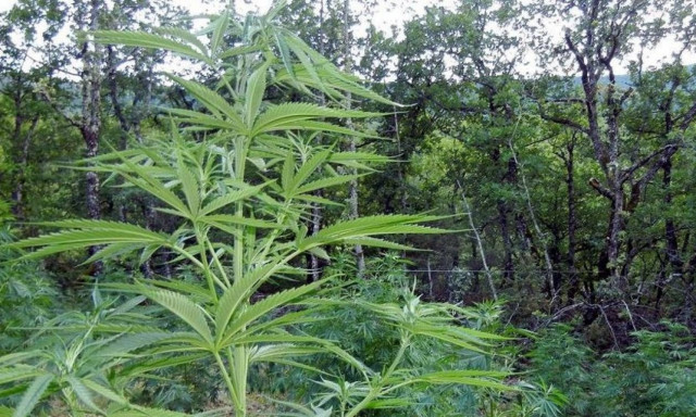 Φυτεία με 51 δενδρύλλια κάνναβης εντοπίσθηκε στην Ωλένη Ηλείας