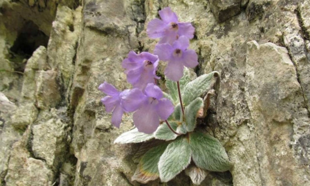 Γιάνκεα: Αυτό το μοναδικό λουλούδι φυτρώνει μόνο στον Όλυμπο και πουθενά αλλού - Δείτε γιατί