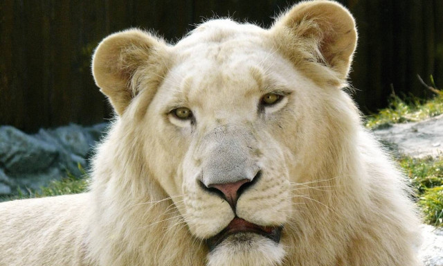 Αυτά είναι τα πιο σπάνια ζώα στον πλανήτη Γη (pics)