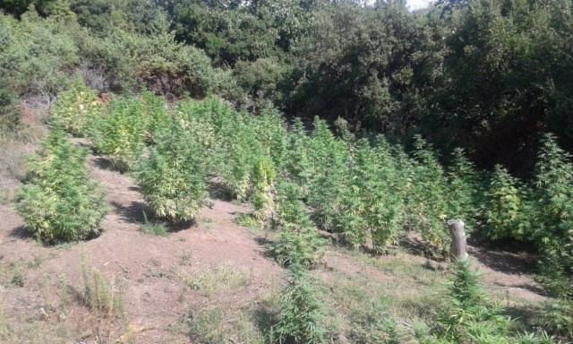 Χασισοφυτεία - μαμούθ εντόπισαν οι αστυνομικοί στην Σπάρτη