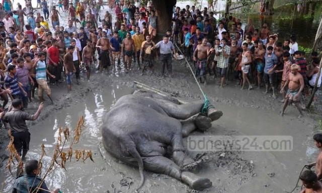 Μάχη εκατοντάδων χωρικών σε βάλτο για να σώσουν ελεφαντίνα από βέβαιο πνιγμό (Vid)