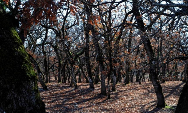 Πυρκαγιά κατακαίει δάσος με βελανιδιές στο Μεσολόγγι